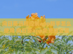 向日葵远程控制app新手怎么使用 向日葵app<strong>免费</strong>版安装