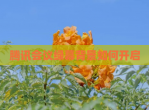 腾讯会议绿幕背景如何开启