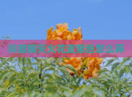 抖音聊天火花变紫色怎么弄