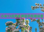 小米13应用全屏显示在哪设置