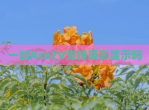 一加Ace2V支持原彩显示吗