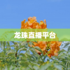 龙珠直播平台