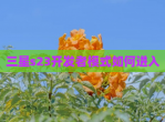 三星s23开发者模式如何进入