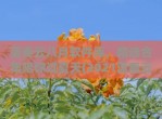 蓝奏云八月软件库，精选合集陪你过夏天(2021蓝奏云软件库)