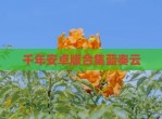 千年安卓版合集蓝奏云