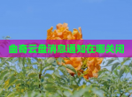 曲奇云盘消息通知在哪关闭