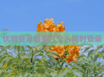 优酷会员最多几个人同时登录