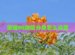 荣耀80<strong>微信</strong>分身怎么设置