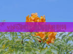 vivoY53t​有面部识别吗