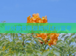 好分数教师版如何进行监考