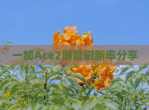 一加Ace2屏幕刷新率<strong>分享</strong>