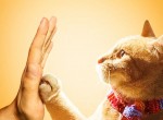 <strong>电影</strong>流浪猫鲍勃