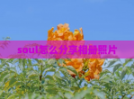 soul怎么分享相册照片