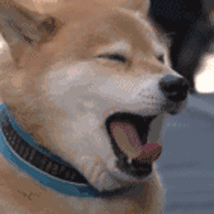 -1928c4347d0f8849.gif