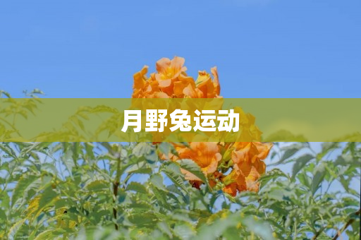 月野兔运动