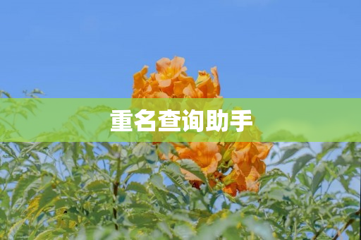 重名查询助手