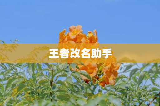 王者改名助手