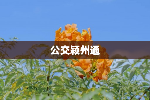 公交颍州通