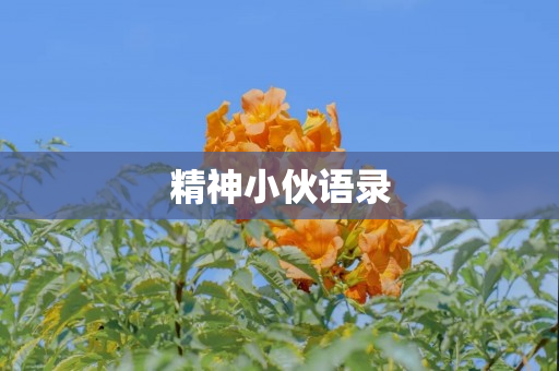 精神小伙语录