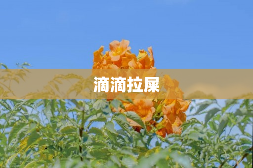 滴滴拉屎