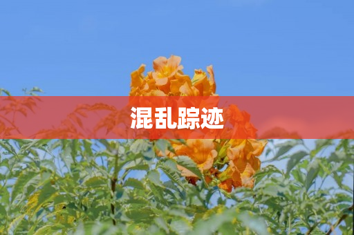 混乱踪迹