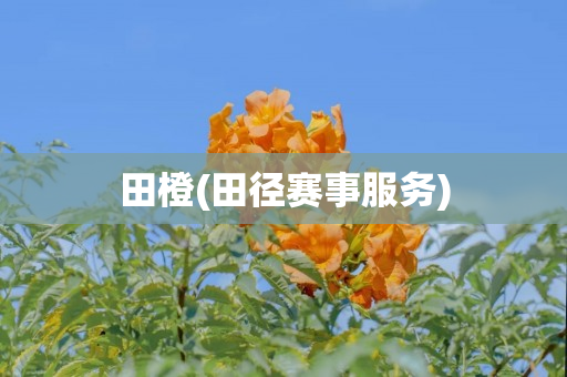 田橙(田径赛事服务)