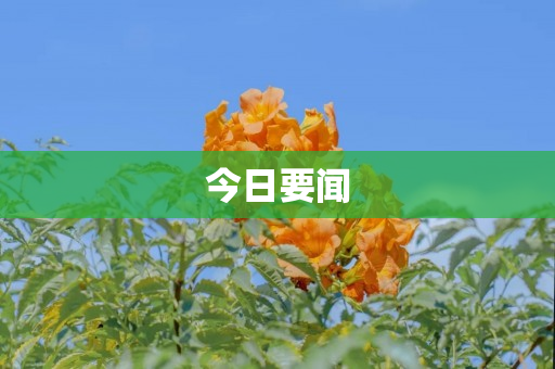 今日要闻