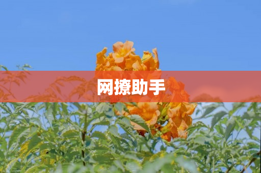 网撩助手