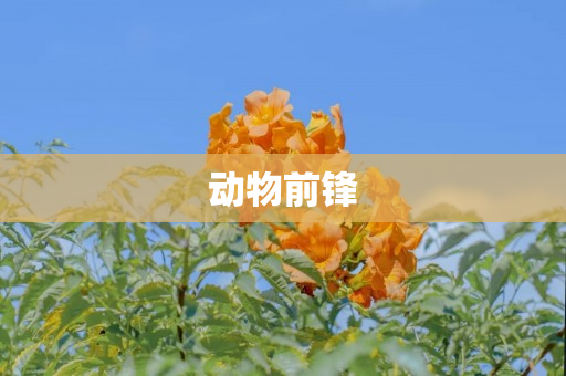 动物前锋