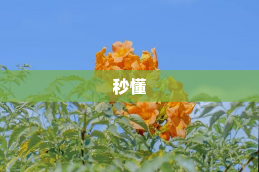 秒懂