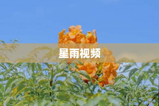 星雨视频