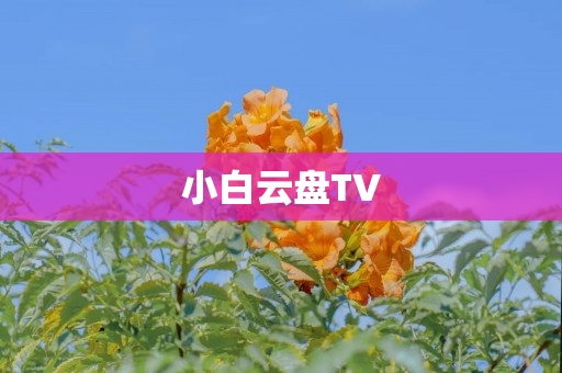 小白云盘TV