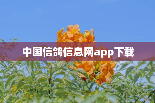 中国信鸽信息网app下载