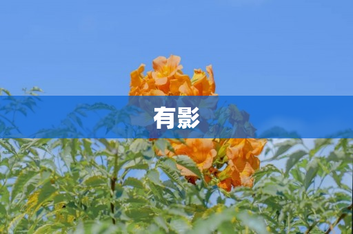 有影