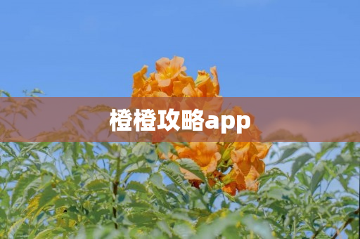 橙橙攻略app