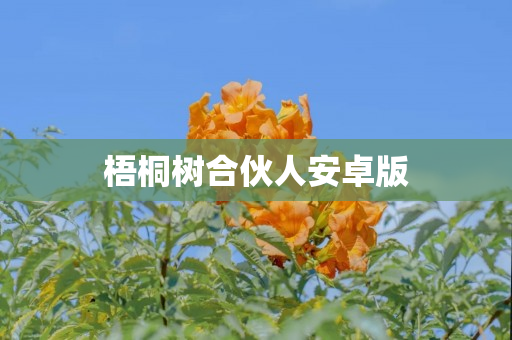 梧桐树合伙人安卓版