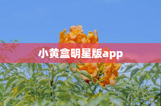 小黄盒明星版app