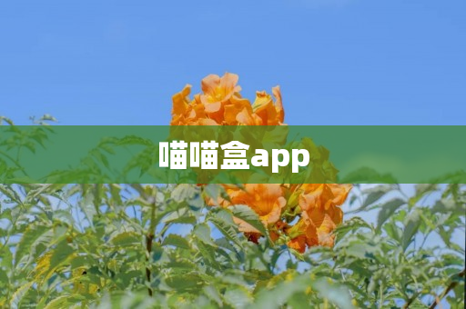 喵喵盒app