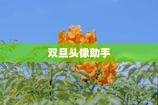 双旦头像助手