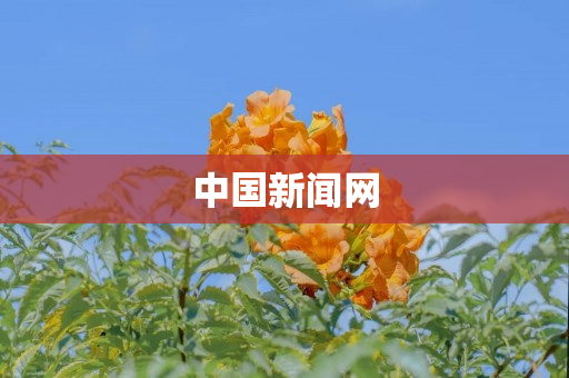 中国新闻网