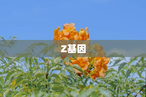 Z基因