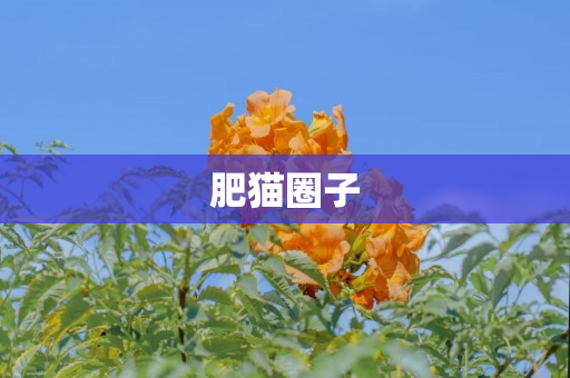 肥猫圈子