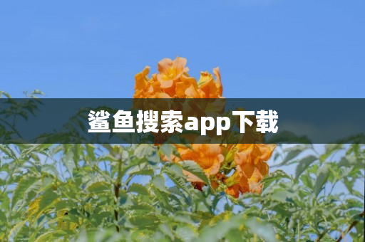 鲨鱼搜索app下载