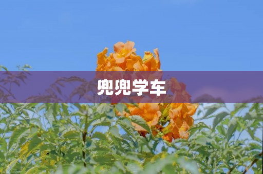 兜兜学车
