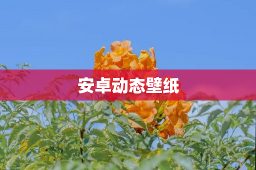 安卓动态壁纸