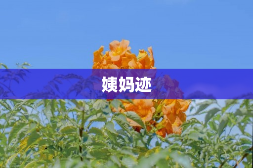姨妈迹