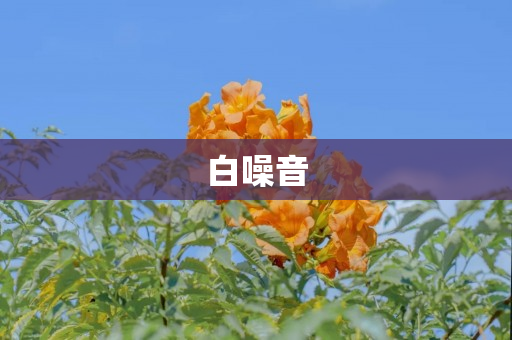 白噪音