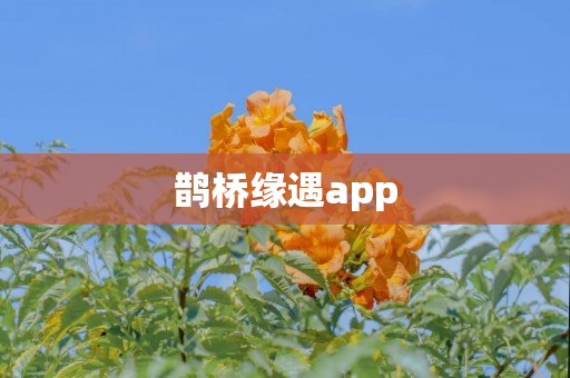 鹊桥缘遇app