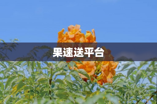 果速送平台