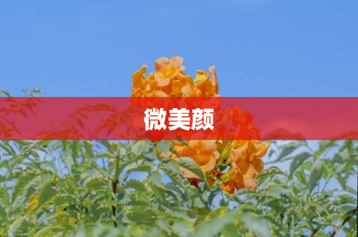 微美颜